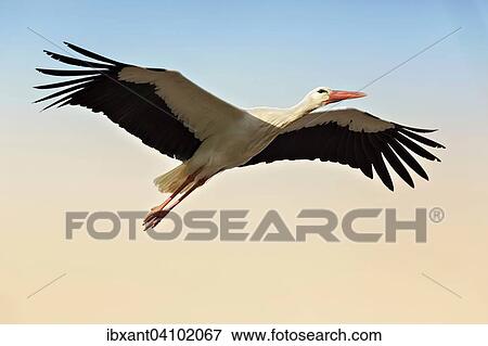 White Stork (Ciconia ciconia), in flight, wingspan, North Rhine-Westphalia, Germany, Europe View Large Photo Image Stock Photo - White Stork (Ciconia ciconia), in flight, wingspan, North Rhine-Westphalia, Germany, Europe. Fotosearch