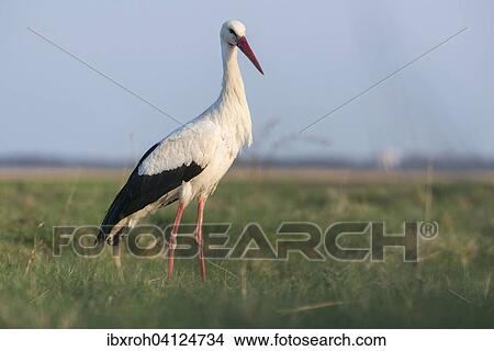 Picture - White Stork (Ciconia ciconia), Lake Neusiedl National Park, Burgenland, Austria, Europe. Fotosearch