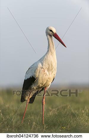 White Stork (Ciconia ciconia), Lake Neusiedl National Park, Burgenland, Austria, Europe View Large Photo Image Stock Photograph - White Stork (Ciconia ciconia), Lake Neusiedl National Park, Burgenland, Austria, Europe. Fotosearch