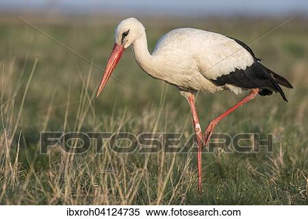 White Stork (Ciconia ciconia), Lake Neusiedl National Park, Burgenland, Austria, Europe View Large Photo Image Stock Photography - White Stork (Ciconia ciconia), Lake Neusiedl National Park, Burgenland, Austria, Europe. Fotosearch