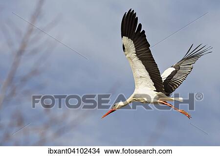 White Stork (Ciconia ciconia) landing, Teutoburg Forest nature park Park, Egge, North Rhine-Westphalia, Germany, Europe View Large Photo Image Picture - White Stork (Ciconia ciconia) landing, Teutoburg Forest nature park Park, Egge, North Rhine-Westphalia, Germany, Europe. Fotosearch