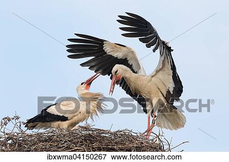 White Stork (Ciconia ciconia) landing on the nest, greeted by partner, bill-clattering, Hesse, Germany, Europe View Large Photo Image Stock Photo - White Stork (Ciconia ciconia) landing on the nest, greeted by partner, bill-clattering, Hesse, Germany, Europe. Fotosearch