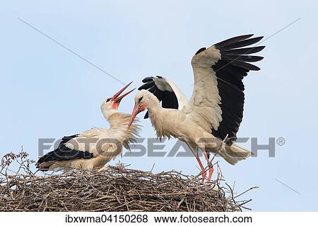 White Stork (Ciconia ciconia) landing on the nest, greeted by partner, bill-clattering, Hesse, Germany, Europe View Large Photo Image Stock Photo - White Stork (Ciconia ciconia) landing on the nest, greeted by partner, bill-clattering, Hesse, Germany, Europe. Fotosearch