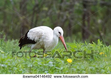 White stork (Ciconia ciconia) looking for prey, Masuria, Poland, Europe View Large Photo Image Stock Image - White stork (Ciconia ciconia) looking for prey, Masuria, Poland, Europe. Fotosearch