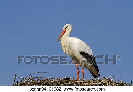 White Stork (Ciconia ciconia) on the nest, Bornheim, Southern Palatinate, Rhineland-Palatinate, Germany, Europe View Large Photo Image Stock Image - White Stork (Ciconia ciconia) on the nest, Bornheim, Southern Palatinate, Rhineland-Palatinate, Germany, Europe. Fotosearch