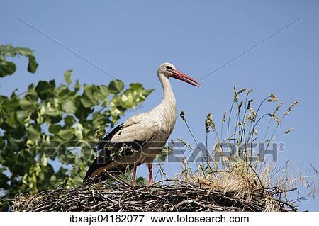 White Stork (Ciconia ciconia) on the nest, Brandenburg, Germany, Europe View Large Photo Image Stock Photo - White Stork (Ciconia ciconia) on the nest, Brandenburg, Germany, Europe. Fotosearch