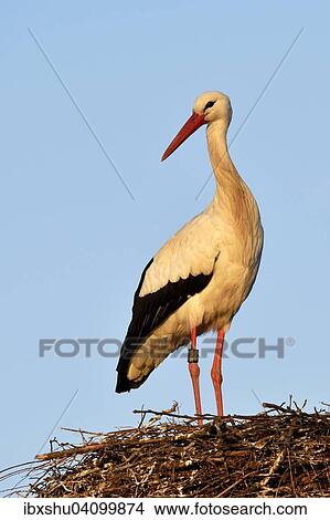 Picture - White Stork (Ciconia ciconia), standing on nest, Canton of Aargau, Switzerland, Europe. Fotosearch
