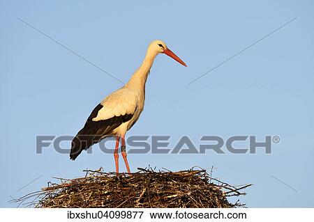 White Stork (Ciconia ciconia), standing on nest, Canton of Aargau, Switzerland, Europe View Large Photo Image Stock Photo - White Stork (Ciconia ciconia), standing on nest, Canton of Aargau, Switzerland, Europe. Fotosearch