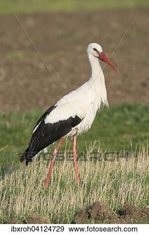 Stock Photo - White Stork (Ciconia ciconia), Burgenland, Austria, Europe. Fotosearch