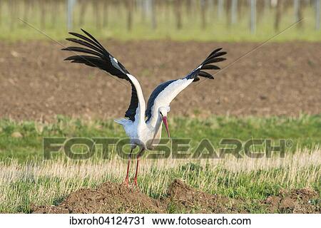 White Stork (Ciconia ciconia) taking flight, Burgenland, Austria, Europe View Large Photo Image Stock Image - White Stork (Ciconia ciconia) taking flight, Burgenland, Austria, Europe. Fotosearch