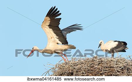 White Stork (Ciconia ciconia) taking off from nest with young bird, Hesse, Germany, Europe View Large Photo Image Stock Photography - White Stork (Ciconia ciconia) taking off from nest with young bird, Hesse, Germany, Europe. Fotosearch