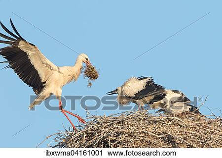 White Stork (Ciconia ciconia) with food approaching nest with three young birds, Hesse, Germany, Europe View Large Photo Image Stock Image - White Stork (Ciconia ciconia) with food approaching nest with three young birds, Hesse, Germany, Europe. Fotosearch