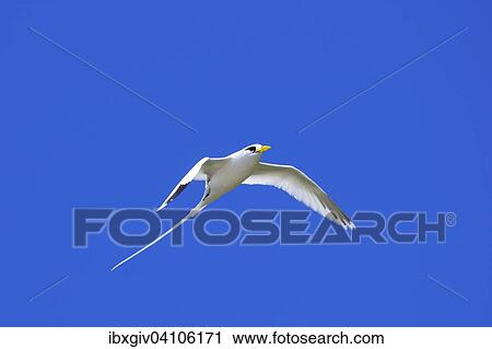 White-tailed tropicbird (Phaethon lepturus), Coco Iceland, Praslin, Seychelles, Africa View Large Photo Image Stock Image - White-tailed tropicbird (Phaethon lepturus), Coco Iceland, Praslin, Seychelles, Africa. Fotosearch
