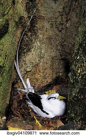 White-tailed Tropicbird (Phaethon lepturus) in the nest, Cousin Island, Seychelles, Africa View Large Photo Image Stock Image - White-tailed Tropicbird (Phaethon lepturus) in the nest, Cousin Island, Seychelles, Africa. Fotosearch