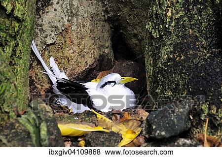 White-tailed Tropicbird (Phaethon lepturus) in the nest, Cousin Island, Seychelles, Africa View Large Photo Image Stock Photo - White-tailed Tropicbird (Phaethon lepturus) in the nest, Cousin Island, Seychelles, Africa. Fotosearch