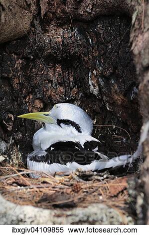 White-tailed Tropicbird (Phaethon lepturus) in the nest, Cousin Island, Seychelles, Africa View Large Photo Image Stock Photography - White-tailed Tropicbird (Phaethon lepturus) in the nest, Cousin Island, Seychelles, Africa. Fotosearch
