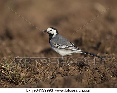 White Wagtail (Motacilla alba), Rhineland-Palatinate, Germany, Europe View Large Photo Image Stock Image - White Wagtail (Motacilla alba), Rhineland-Palatinate, Germany, Europe. Fotosearch
