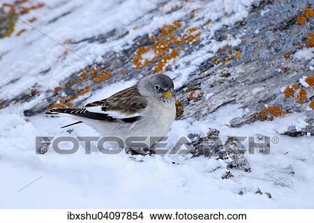 Picture - White-winged Snowfinch or Snowfinch (Montifringilla nivalis), Canton of Valais, Switzerland, Europe. Fotosearch