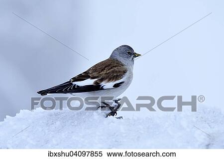 Stock Photography - White-winged Snowfinch or Snowfinch (Montifringilla nivalis), Canton of Valais, Switzerland, Europe. Fotosearch
