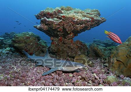 Whitetip reef shark (Triaenodon obesus) lying on coral debris in front of coral boulder, Cocos Island, Costa Rica, North America View Large Photo Image Stock Photo - Whitetip reef shark (Triaenodon obesus) lying on coral debris in front of coral boulder, Cocos Island, Costa Rica, North America. Fotosearch