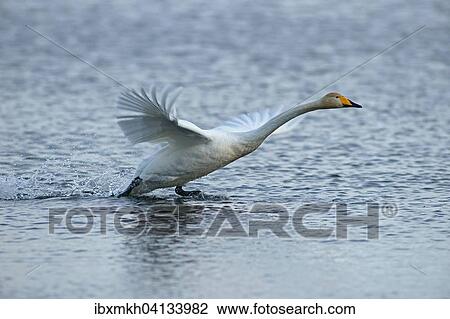 Whooper Swan (Cygnus cygnus) about to take off, Kuusamo, Finland, Europe View Large Photo Image Stock Image - Whooper Swan (Cygnus cygnus) about to take off, Kuusamo, Finland, Europe. Fotosearch