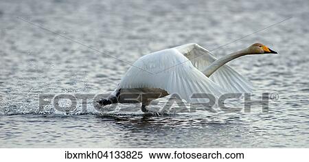 Stock Photography - Whooper Swan (Cygnus cygnus) about to take off, Kuusamo, Finland, Europe. Fotosearch