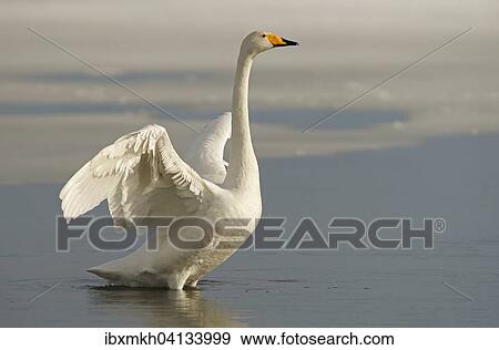 Stock Photo - Whooper Swan (Cygnus cygnus) in the water with outstretched wings, Kuusamo, Finland, Europe. Fotosearch
