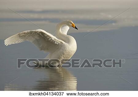 Whooper Swan (Cygnus cygnus) in the water with outstretched wings, Kuusamo, Finland, Europe View Large Photo Image Stock Photo - Whooper Swan (Cygnus cygnus) in the water with outstretched wings, Kuusamo, Finland, Europe. Fotosearch