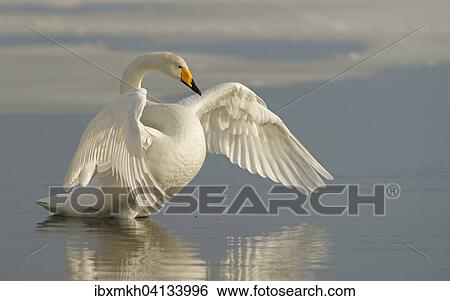 Stock Photograph - Whooper Swan (Cygnus cygnus) in the water with outstretched wings, Kuusamo, Finland, Europe. Fotosearch