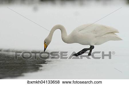 Whooper Swan (Cygnus cygnus), Kuusamo, Finland, Europe View Large Photo Image Stock Photo - Whooper Swan (Cygnus cygnus), Kuusamo, Finland, Europe. Fotosearch