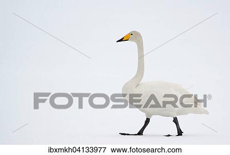Whooper Swan (Cygnus cygnus), Kuusamo, Finland, Europe View Large Photo Image Stock Photo - Whooper Swan (Cygnus cygnus), Kuusamo, Finland, Europe. Fotosearch