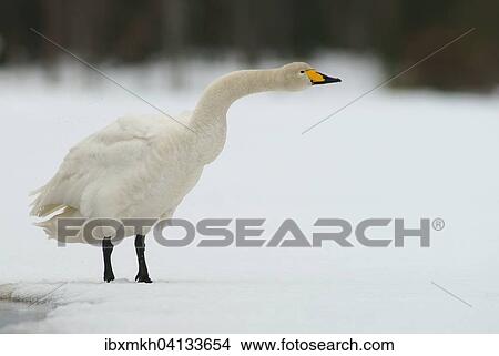 Whooper Swan (Cygnus cygnus), threatening posture, Kuusamo, Finland, Europe View Large Photo Image Picture - Whooper Swan (Cygnus cygnus), threatening posture, Kuusamo, Finland, Europe. Fotosearch