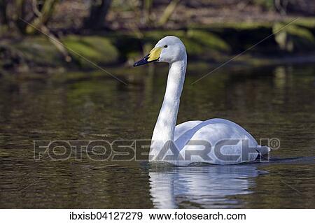 Whooper Swan (Cygnus cygnus), Brandenburg, Germany, Europe View Large Photo Image Stock Photo - Whooper Swan (Cygnus cygnus), Brandenburg, Germany, Europe. Fotosearch
