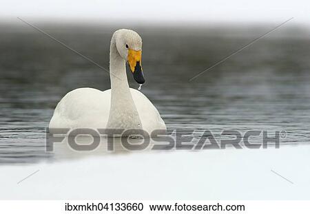 Whooper Swan (Cygnus cygnus) swimming in the water, Kuusamo, Finland, Europe View Large Photo Image Stock Image - Whooper Swan (Cygnus cygnus) swimming in the water, Kuusamo, Finland, Europe. Fotosearch