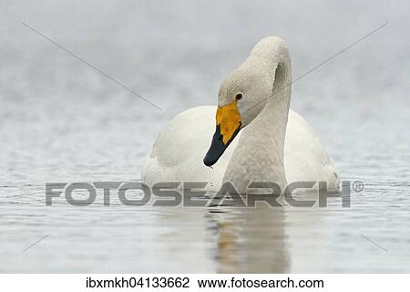 Whooper Swan (Cygnus cygnus) swimming in the water, Kuusamo, Finland, Europe View Large Photo Image Stock Image - Whooper Swan (Cygnus cygnus) swimming in the water, Kuusamo, Finland, Europe. Fotosearch