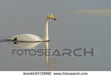 Whooper Swan (Cygnus cygnus) swimming in the water, Kuusamo, Finland, Europe View Large Photo Image Stock Image - Whooper Swan (Cygnus cygnus) swimming in the water, Kuusamo, Finland, Europe. Fotosearch