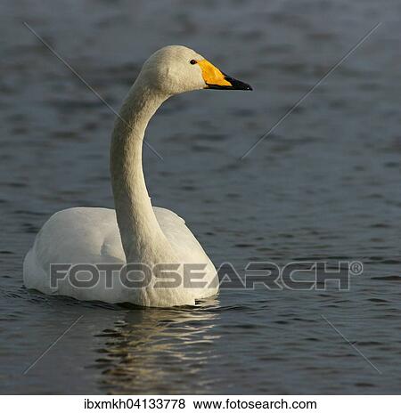 Whooper Swan (Cygnus cygnus) swimming in the water, Kuusamo, Finland, Europe View Large Photo Image Stock Photo - Whooper Swan (Cygnus cygnus) swimming in the water, Kuusamo, Finland, Europe. Fotosearch