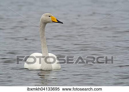 Whooper Swan (Cygnus cygnus) swimming in the water, Kuusamo, Finland, Europe View Large Photo Image Stock Photography - Whooper Swan (Cygnus cygnus) swimming in the water, Kuusamo, Finland, Europe. Fotosearch