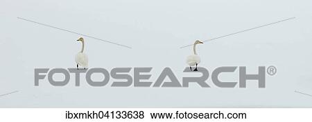 Whooper Swans (Cygnus cygnus) in the snow, Kuusamo, Finland, Europe View Large Photo Image Stock Photo - Whooper Swans (Cygnus cygnus) in the snow, Kuusamo, Finland, Europe. Fotosearch