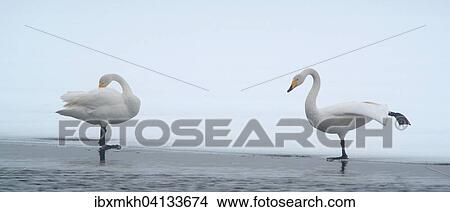 Whooper Swans (Cygnus Cygnus), Kuusamo, Finland, Europe View Large Photo Image Picture - Whooper Swans (Cygnus Cygnus), Kuusamo, Finland, Europe. Fotosearch