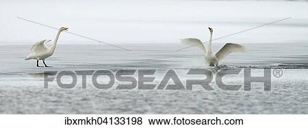 Whooper Swans (Cygnus Cygnus), Kuusamo, Finland, Europe View Large Photo Image Stock Photo - Whooper Swans (Cygnus Cygnus), Kuusamo, Finland, Europe. Fotosearch