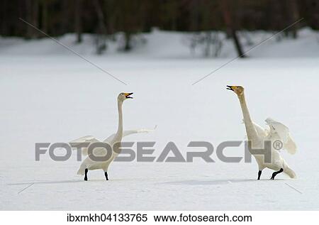 Stock Photography - Whooper Swans (Cygnus Cygnus), Kuusamo, Finland, Europe. Fotosearch