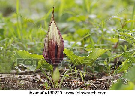 Wild Arum (Arum maculatum), flowering, Mackenberg nature reserve, North Rhine-Westphalia, Germany, Europe View Large Photo Image Stock Image - Wild Arum (Arum maculatum), flowering, Mackenberg nature reserve, North Rhine-Westphalia, Germany, Europe. Fotosearch