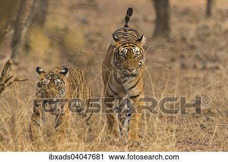 Wild Bengal Tiger (Panthera tigris tigris) female with her young cub, walking in the dry wooded forests of Ranthambore National Park, Rajasthan, India, Asia View Large Photo Image Stock Image - Wild Bengal Tiger (Panthera tigris tigris) female with her young cub, walking in the dry wooded forests of Ranthambore National Park, Rajasthan, India, Asia. Fotosearch