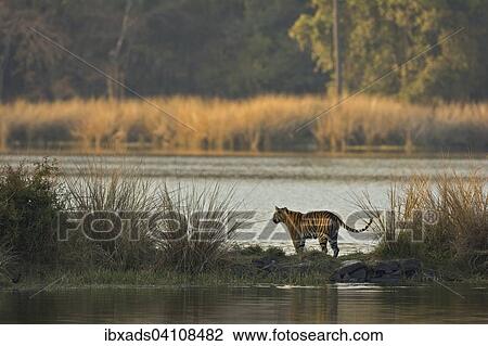 Wild Bengal Tiger (Panthera tigris tigris) crossing the water of a lake in Ranthambhore National Park, Rajasthan, India, Asia View Large Photo Image Stock Image - Wild Bengal Tiger (Panthera tigris tigris) crossing the water of a lake in Ranthambhore National Park, Rajasthan, India, Asia. Fotosearch