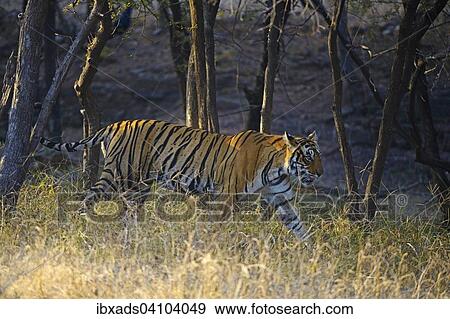 Wild Bengal tiger (Panthera tigris tigris) in the dry forest, Ranthambhore national park, Rajasthan, India, Asia View Large Photo Image Stock Photo - Wild Bengal tiger (Panthera tigris tigris) in the dry forest, Ranthambhore national park, Rajasthan, India, Asia. Fotosearch