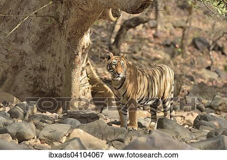 Wild Bengal tiger (Panthera tigris tigris), Ranthambhore national park, Rajasthan, India, Asia View Large Photo Image Stock Photo - Wild Bengal tiger (Panthera tigris tigris), Ranthambhore national park, Rajasthan, India, Asia. Fotosearch