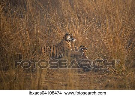 Wild Bengal Tigers (Panthera tigris tigris) adult female playing with her cub, in grassland on a misty morning in Ranthambore, Rajasthan, India, Asia View Large Photo Image Picture - Wild Bengal Tigers (Panthera tigris tigris) adult female playing with her cub, in grassland on a misty morning in Ranthambore, Rajasthan, India, Asia. Fotosearch