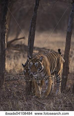 Wild Bengal Tigers (Panthera tigris tigris) adult female walking towards the camera with her young cubs, Ranthambore National Park, Rajasthan, India, Asia View Large Photo Image Picture - Wild Bengal Tigers (Panthera tigris tigris) adult female walking towards the camera with her young cubs, Ranthambore National Park, Rajasthan, India, Asia. Fotosearch