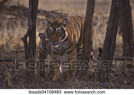 Wild Bengal Tigers (Panthera tigris tigris) adult female walking towards the camera with her young cubs, Ranthambore National Park, Rajasthan, India, Asia View Large Photo Image Stock Image - Wild Bengal Tigers (Panthera tigris tigris) adult female walking towards the camera with her young cubs, Ranthambore National Park, Rajasthan, India, Asia. Fotosearch